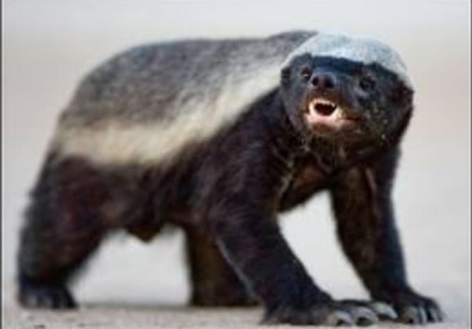 I will create a voice over as randall, the honey badger