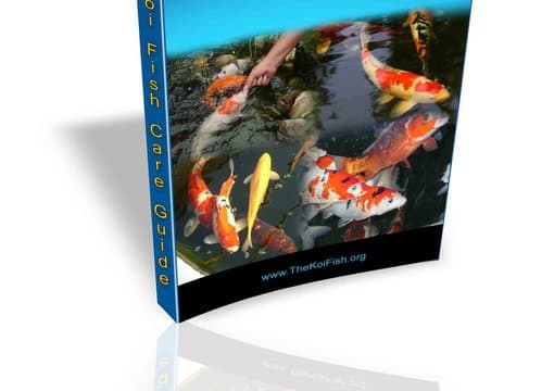 I will design and create ebook cover within 4days