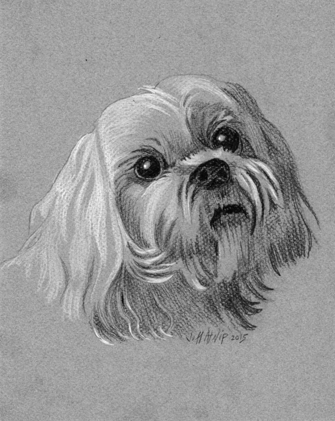 I will draw a pet portrait