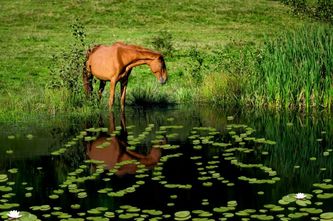 I will write your text on lake using lotus leaves with horse
