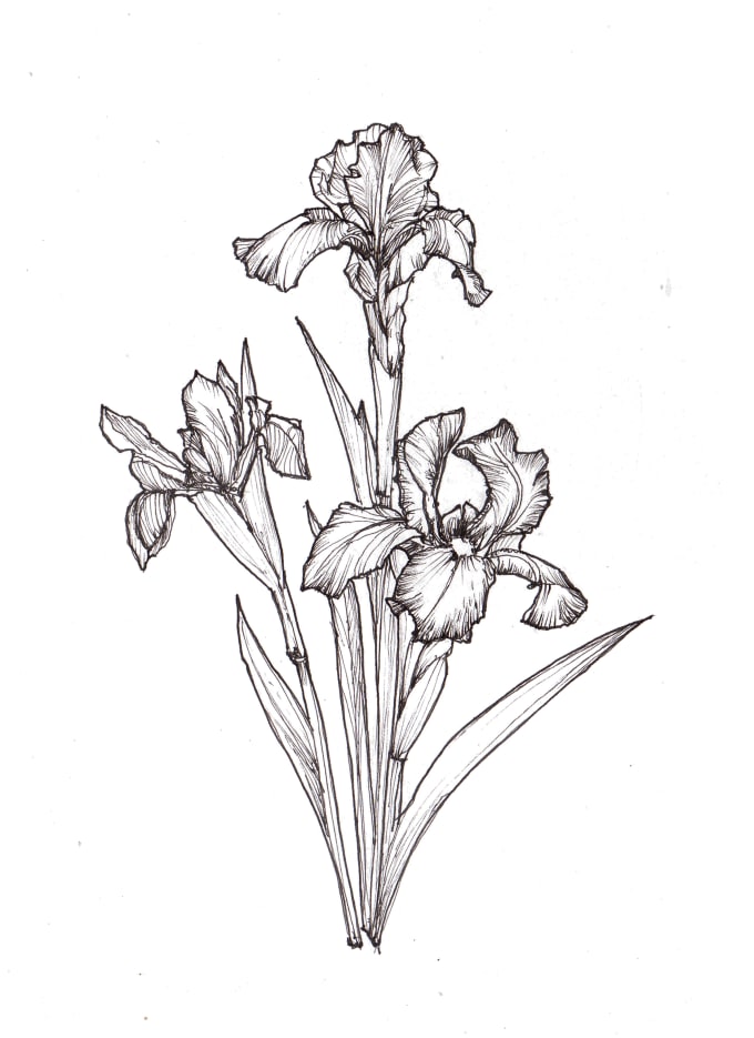 I will do botanical illustrations of flowers, plants, fruits, etc