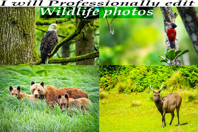 I will do wildlife nature photo editing in photoshop lightroom