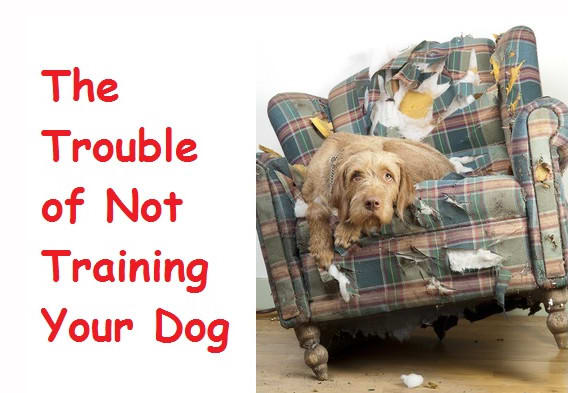 I will give 1,000 dog training plr articles, ebooks plus sofware