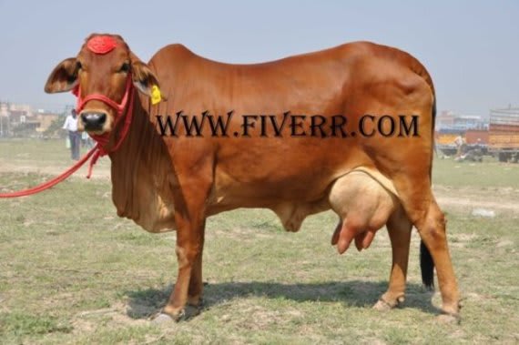 I will write your company name logo on rare indian breed gir cow