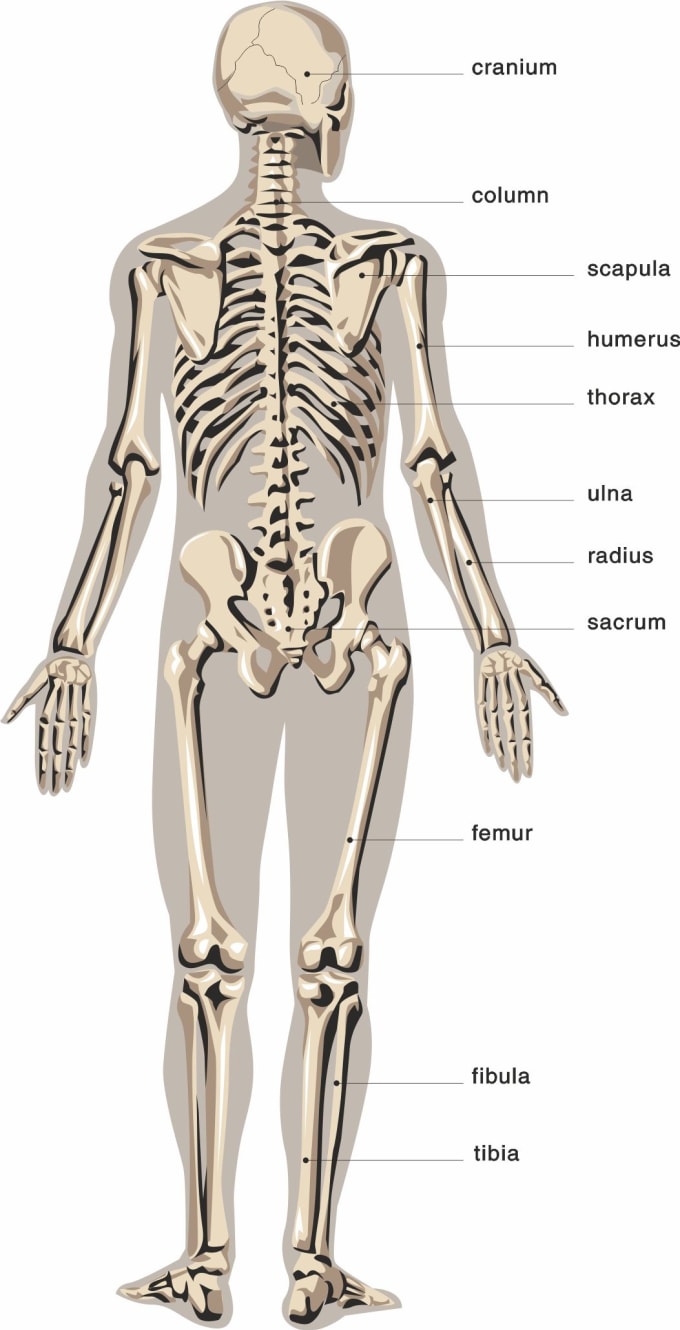 I will provide human illustrate anatomy diagrams