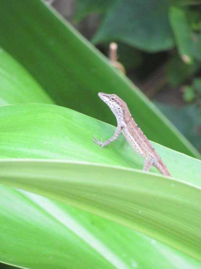 I will teach you a system to winning a lottery, The Gecko Knows Lotteries