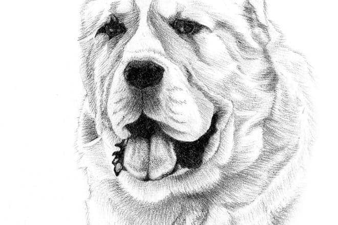 I will draw realistic animal drawing in pencil