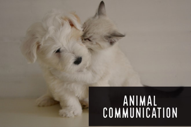 I will communicate with your animal