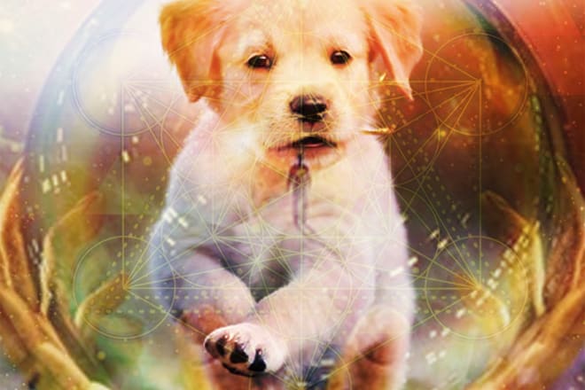 I will perform a psychic reading for your pet