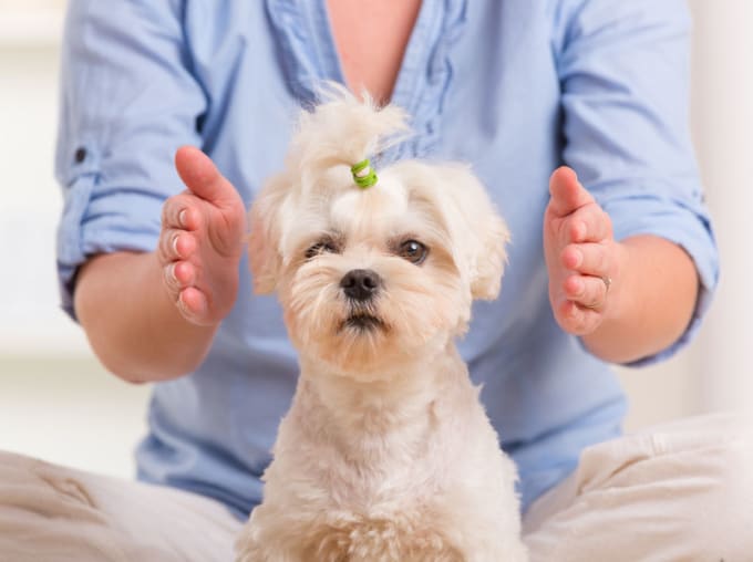 I will send 30 minutes of Reiki to your beloved pet