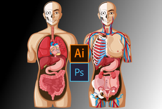 I will do medical, scientific illustration, human body infographics