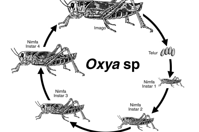 I will do scientific insect illustration