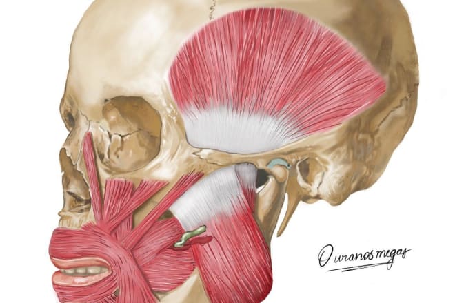 I will sketch realistic professional detailed medical and anatomy illustrations