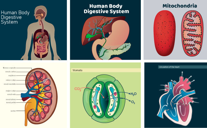 I will design scientific, medical, educational illustration for you