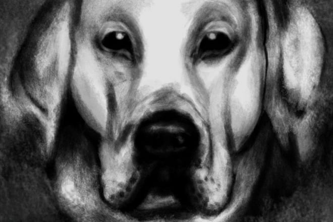 I will draw affordable pet portraits for you