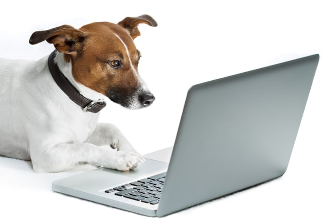 I will write pets and veterinary related articles