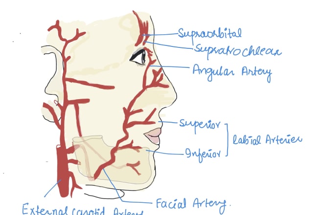 I will draw digital coloured anatomy and medical illustrations