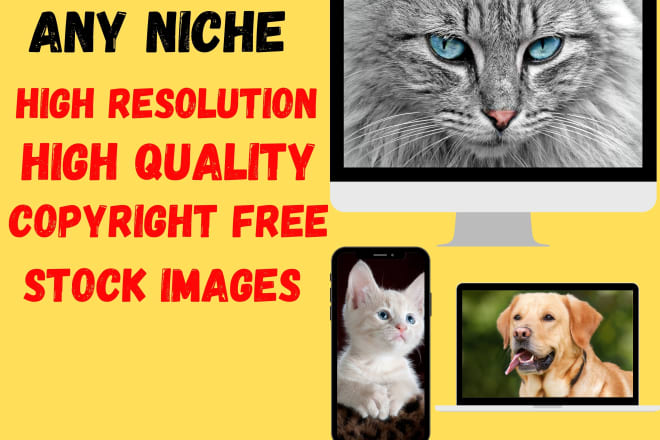 I will get 300 any niche high quality royalty free stock images