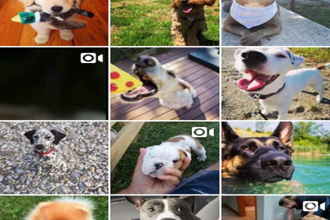 I will give instagram dog shoutout to 100k followers