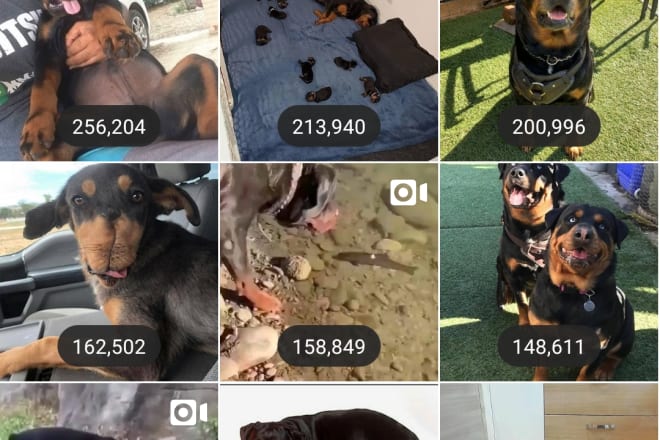 I will give you dog instagram shoutout on my 51k dog page