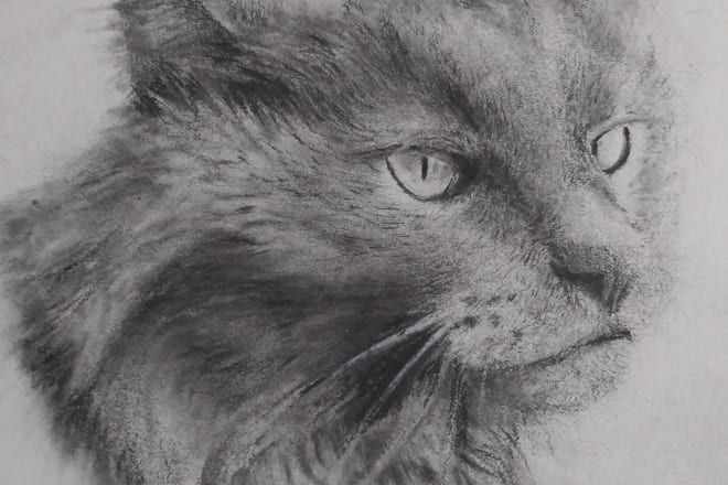 I will do realistic drawings of your pets in charcoal and pencils