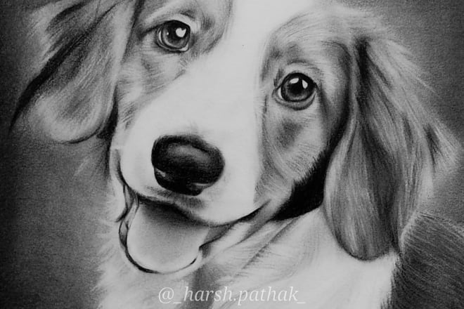 I will do realistic pet portrait drawing with pencil