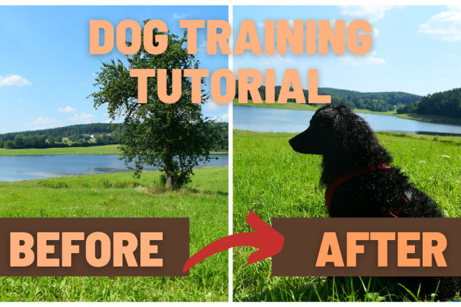 I will create a video tutorial for your dogtraining