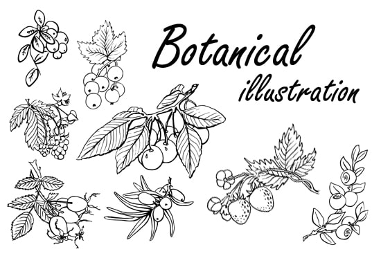 I will draw vector botanical illustrations of plants, fruits