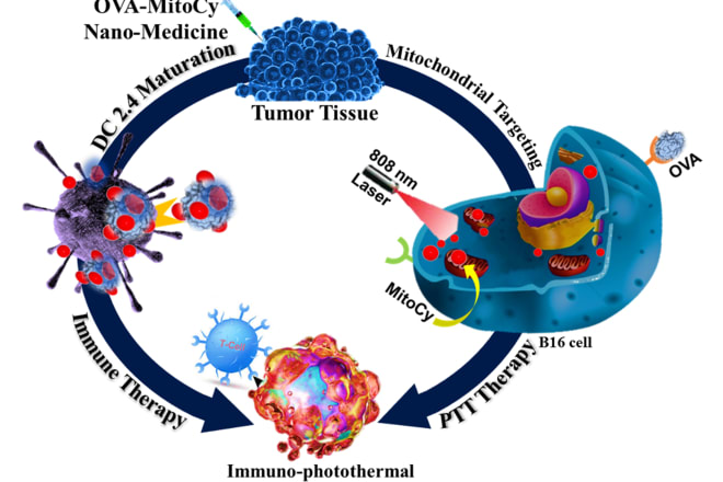 I will do graphical abstract and scientific poster and illustration