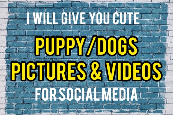 I will provide 1500 cute dog puppies viral pictures and videos