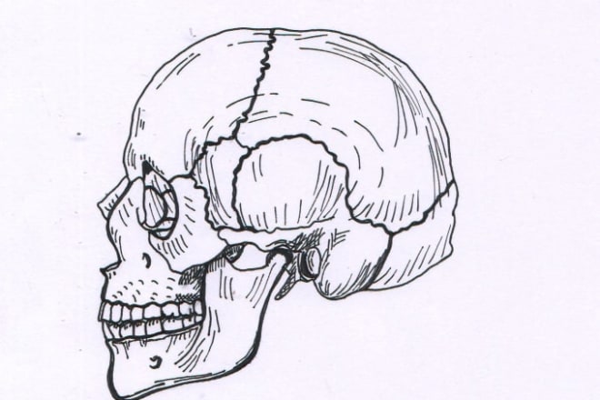 I will sketch realistic professional medical, anatomy illustrations