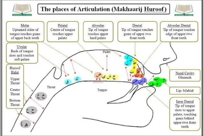 I will be your online quran tutor for tajweed,recitation, hifz