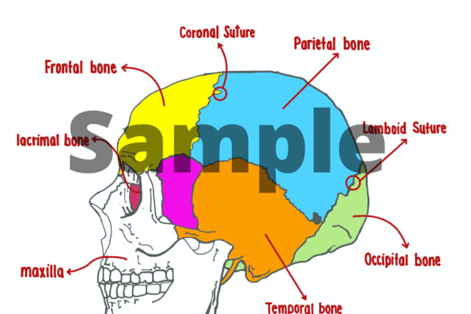 I will do a medical illustration drawings of your choice