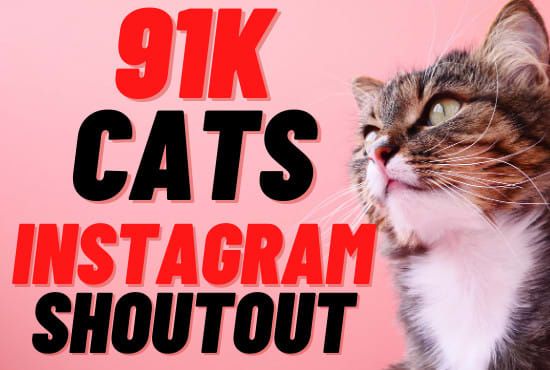 I will give you a shoutout on my 91k instagram cats page