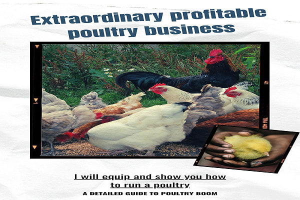 I will show you how to run a profitable poultry business